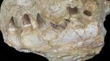 Mosasaur (Prognathodon) Jaw Section With Teeth In Matrix #50795-3